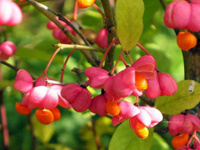 Бересклет европейский Euonymus europaeus 140-160 см