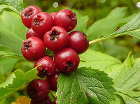 Боярышник однопестичный (Crataegus monogyna)