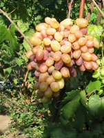 Виноград плодовый Виктор 1 шт