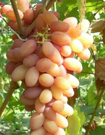 Виноград плодовый КМ Афродита 1 шт