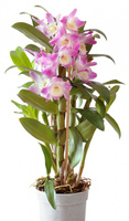 Орхидея Дендробиум d12