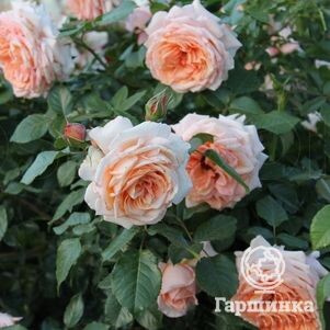 Роза Критик плетистая, Imperial Rose