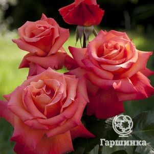 Роза Кристофор Колумб чайно-гибридная, Imperial Rose