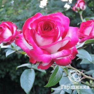 Роза Файр Леди чайно-гибридная, Imperial Rose