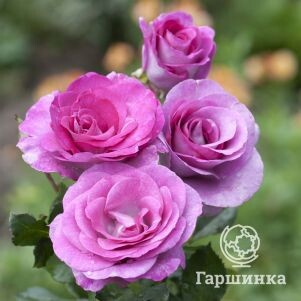 Роза Мелоди Парфюм чайно-гибридная, Imperial Rose