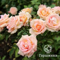 Роза Мэрилин Монро чайно-гибридная, Imperial Rose