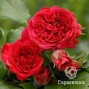 Роза Ред Леонардо да Винчи флорибунда, Imperial Rose