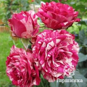 Роза Папагено флорибунда, Imperial Rose