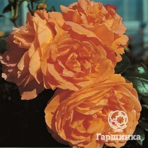 Роза Балерина флорибунда, Imperial Rose