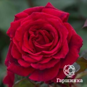 Роза Парпл Фрагранс чайно-гибридная, Imperial Rose