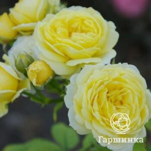 Роза Комтесс дю Бари флорибунда, Imperial Rose