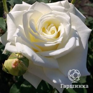 Роза Акито чайно-гибридная, Топалович