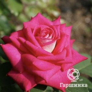 Роза Акапелла чайно-гибридная, Топалович