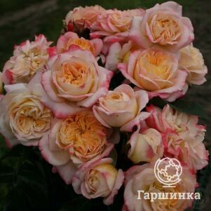 Роза Конкорд чайно-гибридная, Топалович