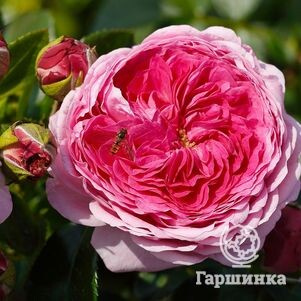 Роза Модерн Арт чайно-гибридная, Тантау