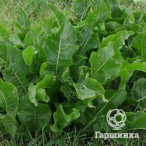 Семена Хрена Купить В Спб