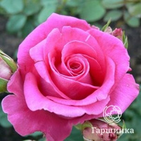 Роза Равел, Питомник роз