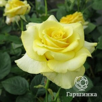 Роза Скайлайн, Питомник Розы Фокино