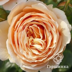 Роза Тропикана, Питомник Розы Фокино