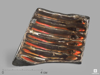 Аммолит (ископаемый перламутр аммонита), 7х6,5х1 см
