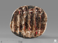 Аммолит (ископаемый перламутр аммонита), 6,5х5,9х0,7 см